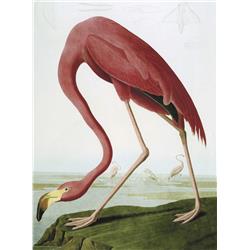 Flamingo (32 x 24